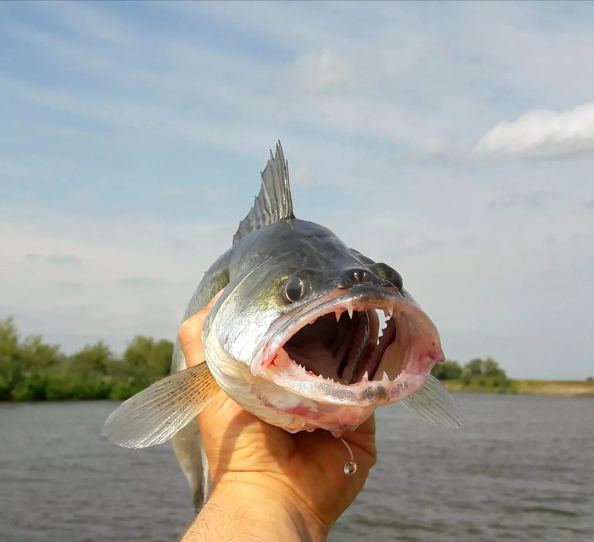 Щука саратов. Скумбриевидный гидролик (Payara). Рыба в реке Волга. Рыбы которые обитают в Волге. Хищные рыбы Волги.