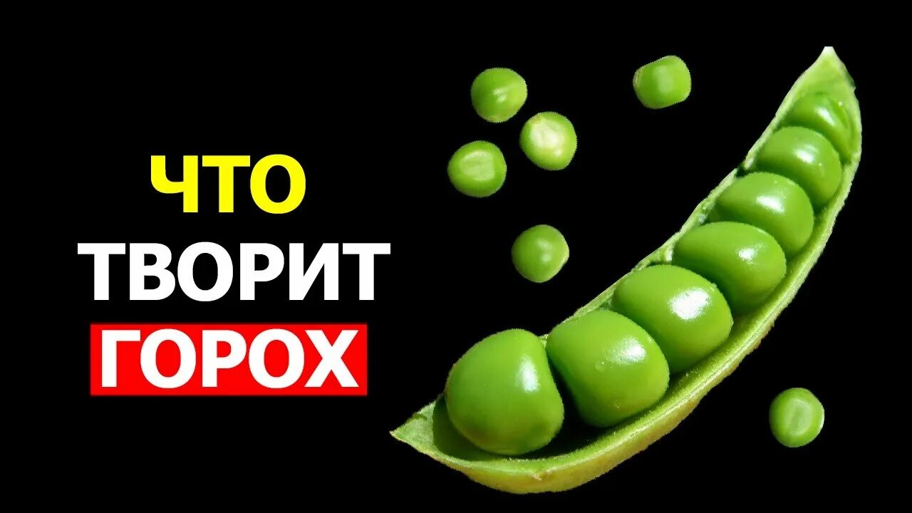 Съешь горошка. Снежный горох. какие могут быть последствия если ты съешь горох. разбильсь на самалëте в снежных горох.