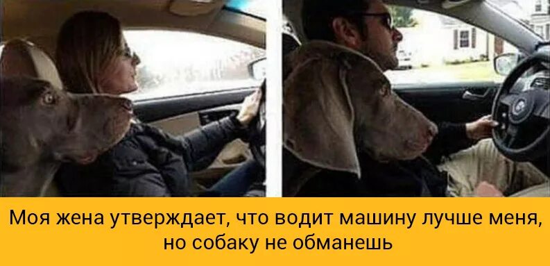 Обожаю скорость на машине. Не люблю ездить на машине. Life is too short to drive boring cars наклейка. Не люблю ездить на машине. Собака в машине прикол.