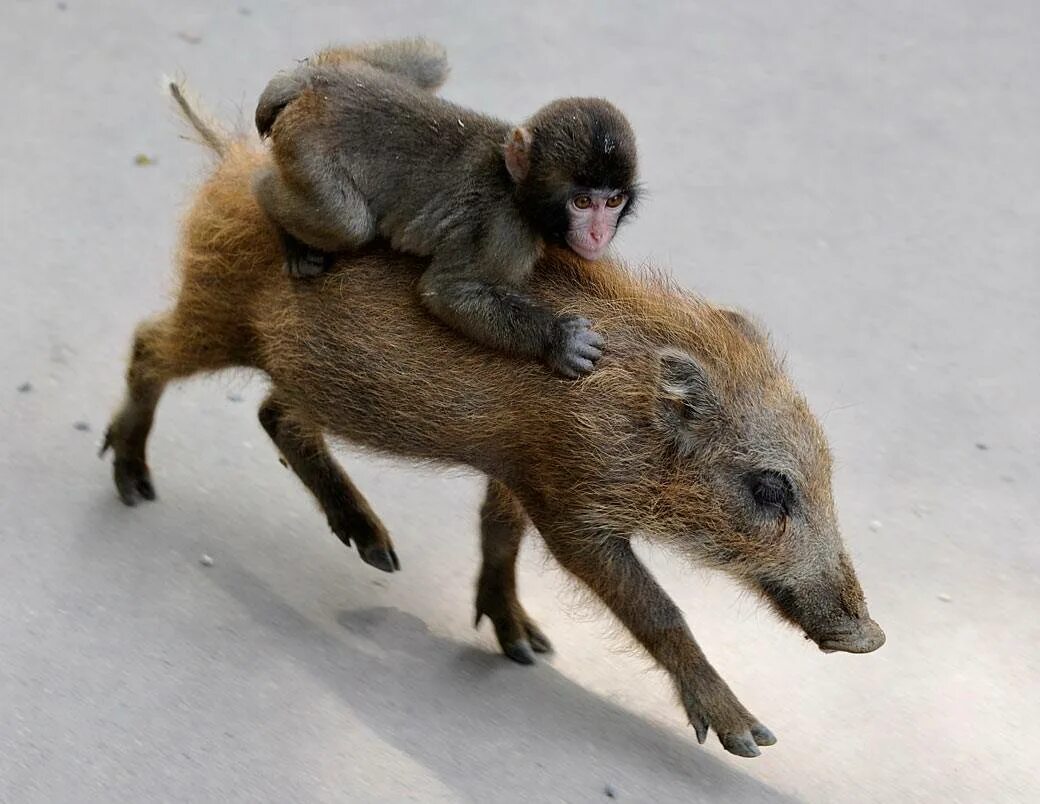 мышь и свинья. свинья и крыса. крыса и свинка. крыса и свинка. кабан и крыса.