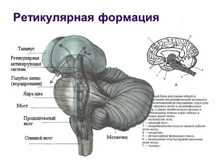 Ретикулярная система мозга