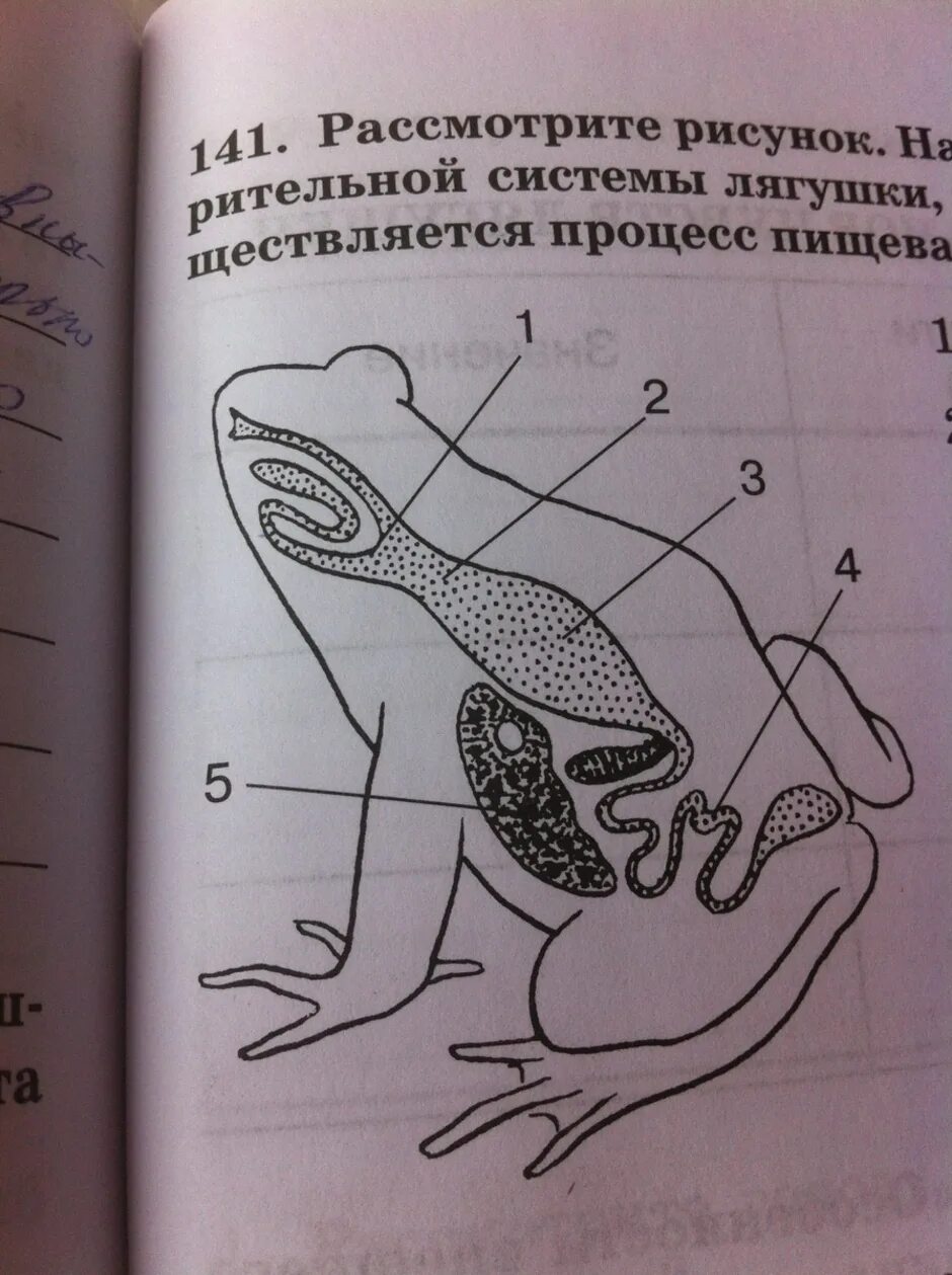 Сделайте подписи к рисунку строение. Части пищеварительной системы лягушки. Названия частей пищеварительной системы лягушки. Пищевар система лягушки. Рассмотрите рисунок.