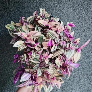 Традесканция с розовыми листьями