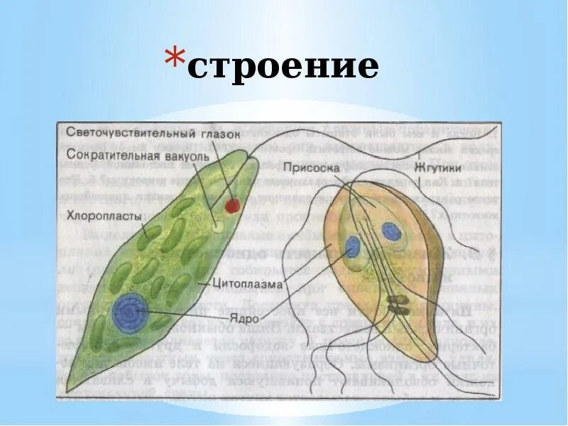 Части строения простейших. Строение простейших. Протисты строение. Внешнее строение простейших. Строение простейших рисунок.