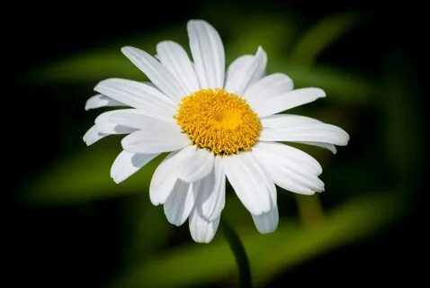 White Daisy Flowers.