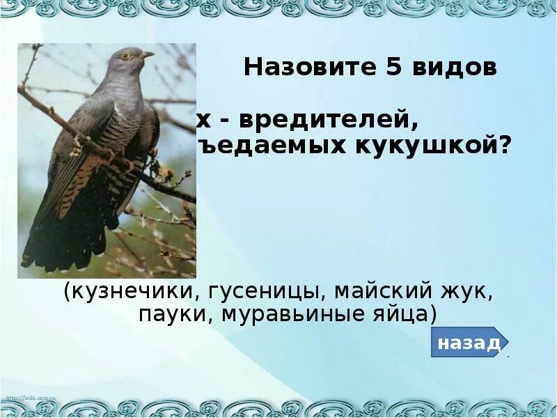 Почему Кукушка называется кукушкой. Кукушка почему так называется. Почему кукушку так назвали. Как называется птица которая зовет кукушку. Почему голос кукушки назван стеклянными звучит