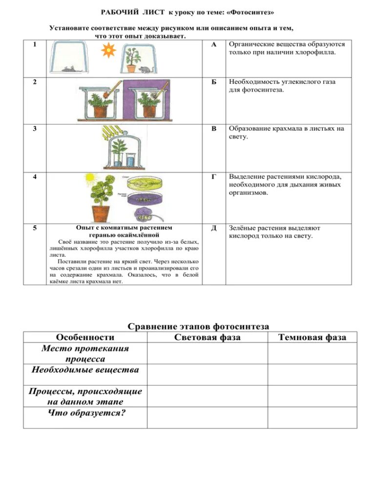 Рабочие листы к урокам 1 класс. Рабочий лист к уроку по теме фотосинтез. рабочий лист урока. рабочий лист к уроку по теме фотосинтез установите соответствие. рабочие листы по биологии.