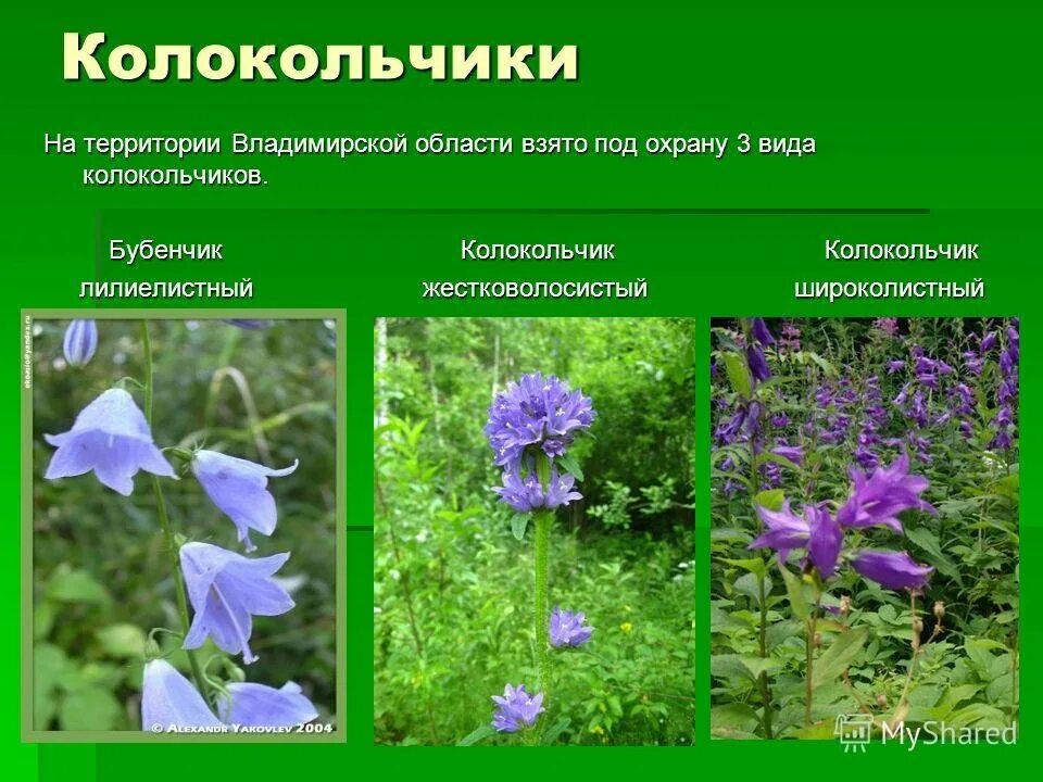 Кувшинка купальница волчье лыко. Атлас определитель 4 класс жизнь в пресных водах. Растения которые взяты человеком под охрану. Растения например. Растения под охраной.