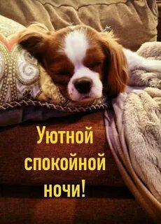 Красивая картинка смешная спокойной ночи