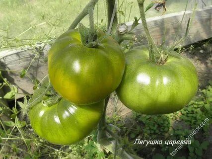 Томат царевна