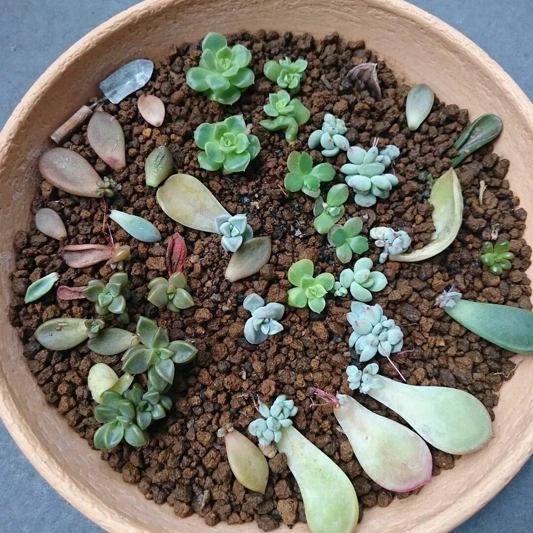 Суккулентный грунт. Дренаж для суккулентов. Суккуленты грунт. Дренаж для суккулентов. Флорариум с каланхоэ.