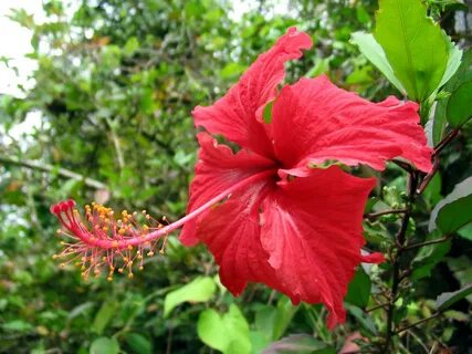 Rainforest plants