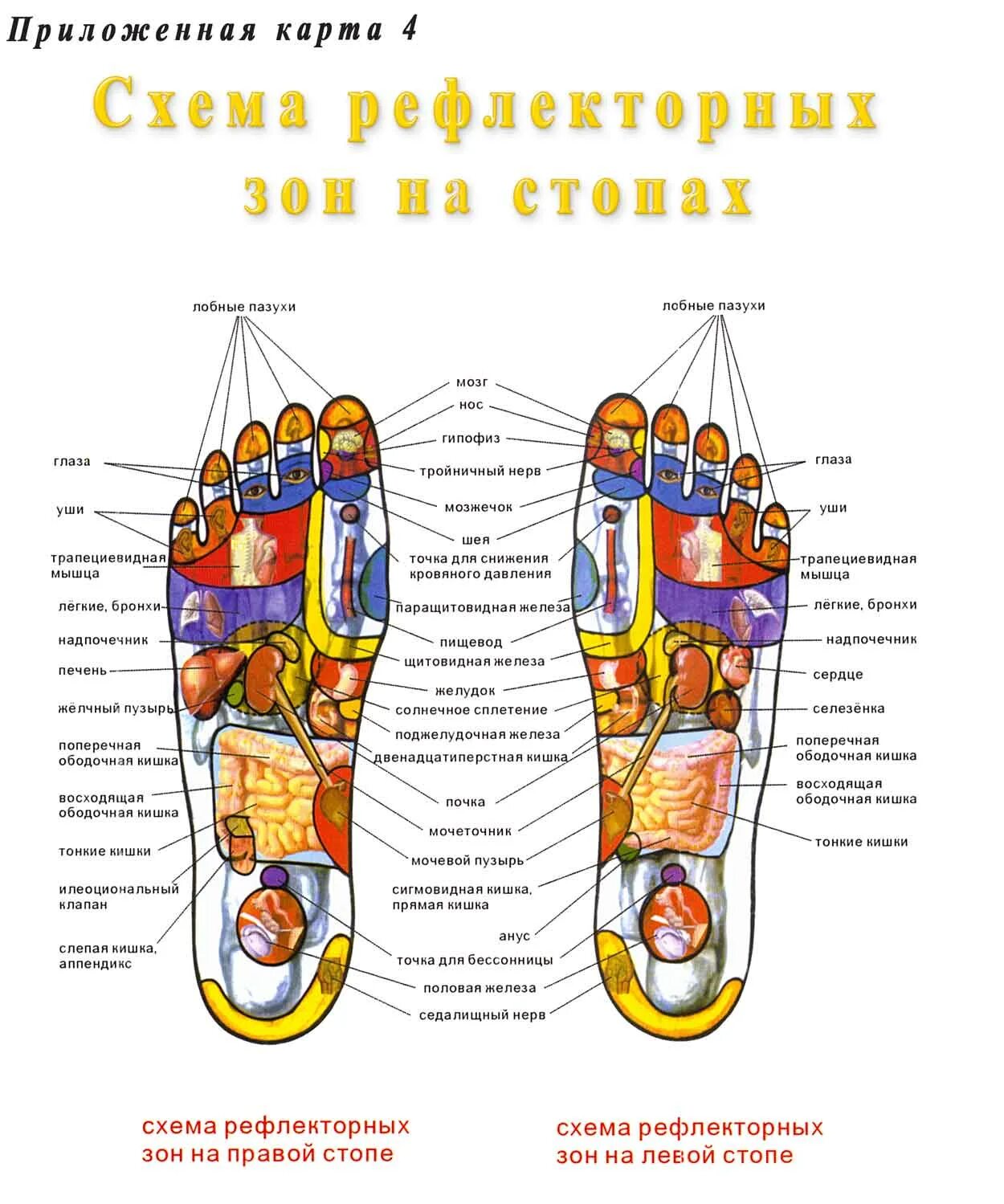 Карта в стопе метро. Акупунктурные точки стопы схема. Рефлекторные зоны стопы схема. Точечный массаж ступней ног схема. Рефлекторные точки на ступне.