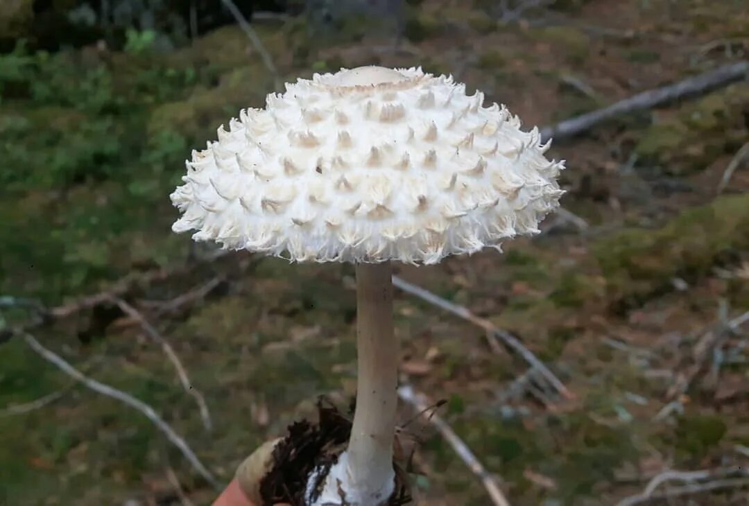 Гриб зонтик белый съедобный. Гриб девичий зонтик съедобный. Гриб-зонтик девичий (macrolepiota puellaris). Зонтик девичий. Гриб-зонтик девичий leucoagaricus puellaris.