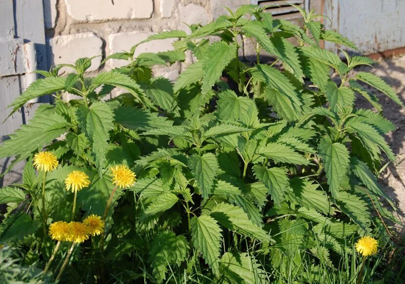 Крапивы двудомной Плантариум. Крапива коноплёвая. Крапива двудомная (Urtica dioica)настой. Полевая крапива Цветущая.