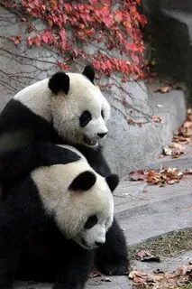 Panda net