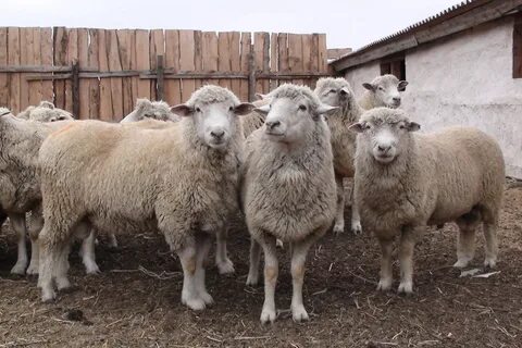 Авито ставропольский край животные