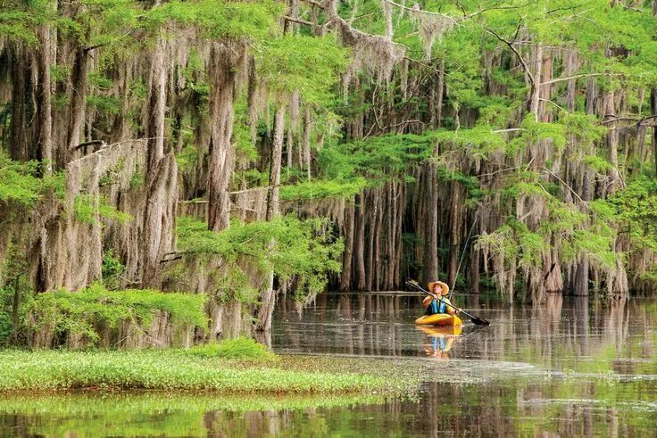 Caddo Lake at Uncertain, TX Beautiful nature, Scenery, Unique trees