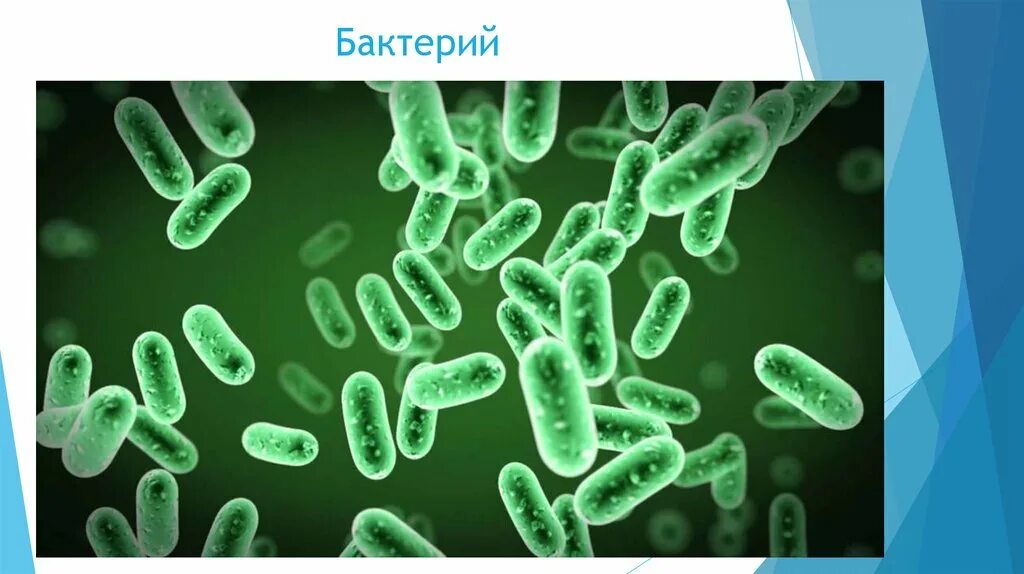 Бактериология это наука о. Что изучает бактериология. Наука о микробах. Бактериология это в биологии. Наука изучающая бактерии называется