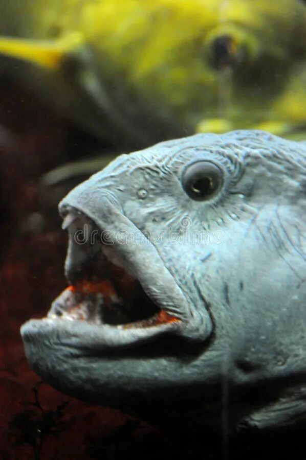 Рыбка открывает рот. Рыба с открытым ртом. Рыба с открытым ртом сбоку. Рыба с открытым ртом в профиль.