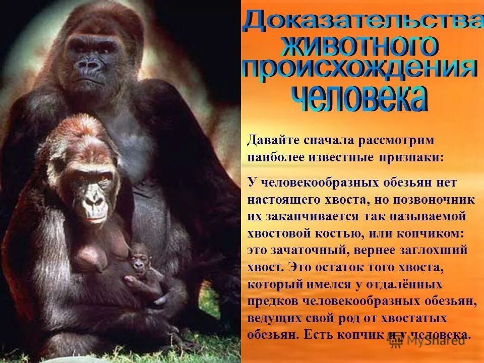 Опыты над человекообразными обезьянами. Какой язык для обучения человекообразных обезьян. Какой язык для обучения человекообразных обезьян. Шимпанзе бонобо спариваются. Какой язык для обучения человекообразных обезьян.