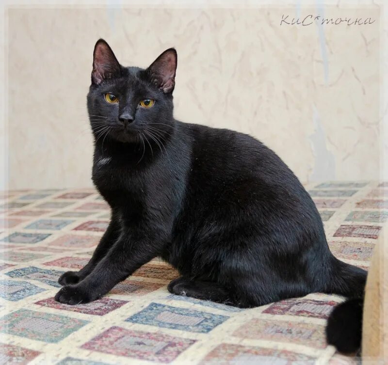 Кот сема. Моего кота сема. Кот сема. Кот сема. Кот сема фото.