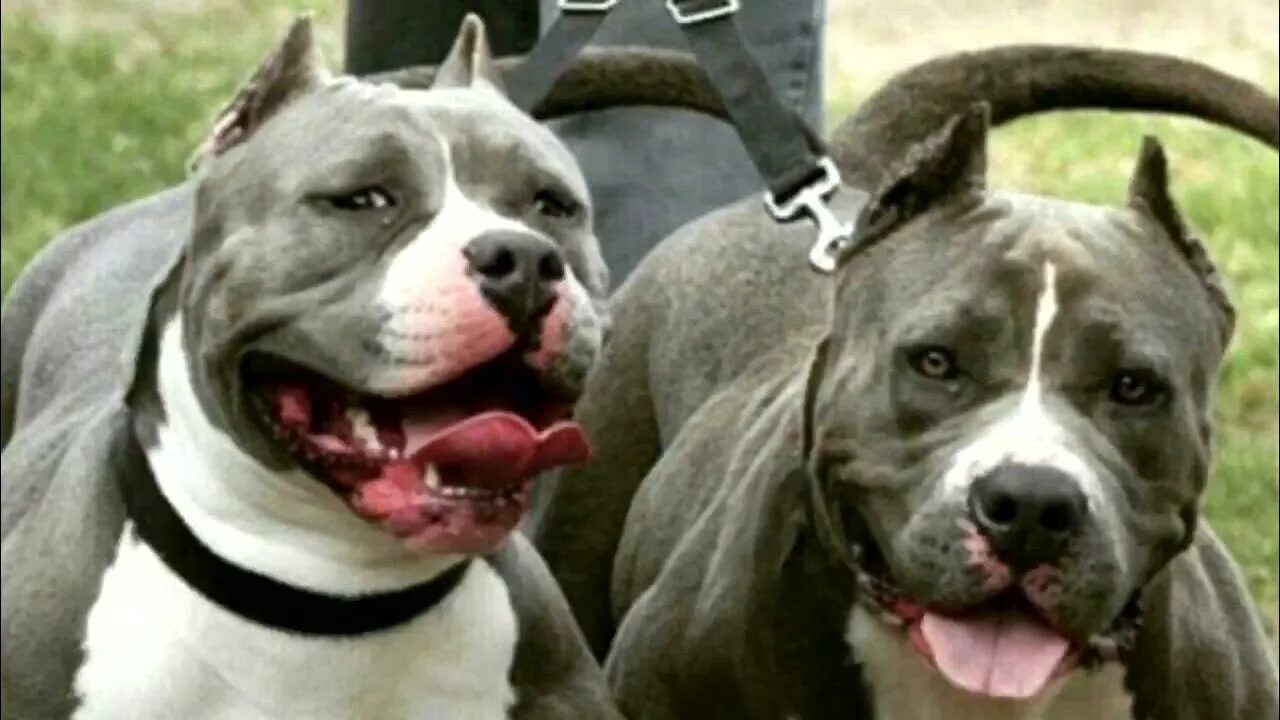 Питбуль команда. Кличка питбуль. имя для питбуль. имя для собаки мальчика питбуль. имя для питбуля мальчика.