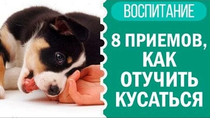 Как отучить собаку кусать хозяина. Отучить собаку кусаться. как отучить щенка кусаться. как отучить щенка чтобы. как отучить собаку кусаться щенка.