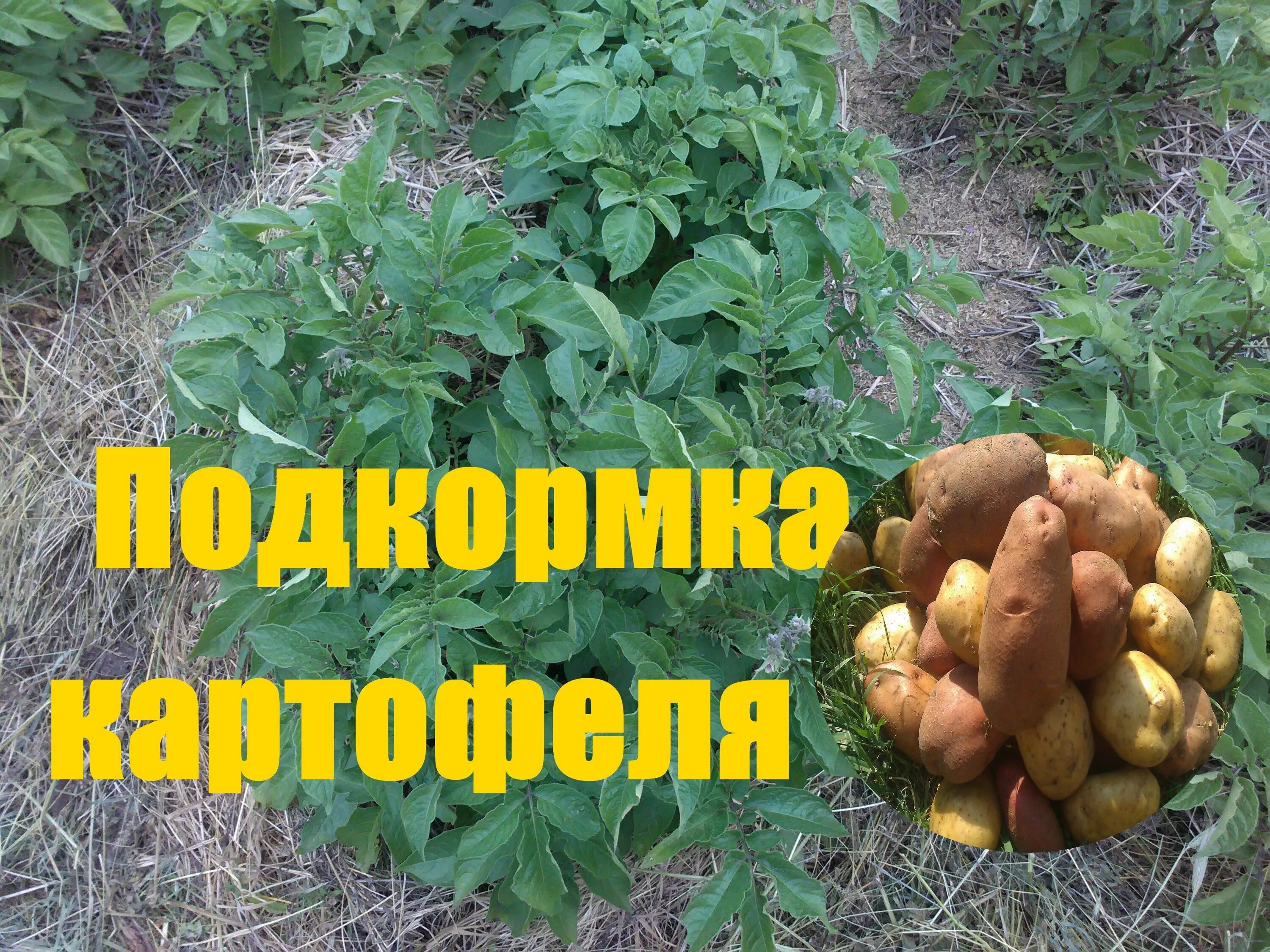 Какое удобрение для картофеля хорошего урожая. Удобрение для картофеля. подкормить картофель. подкормка для картофеля для урожайности. листовая подкормка картофеля.