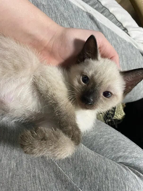 Сиамские коты в хорошие руки. Отдам сиамского котенка. Отдам сиамского котенка. Отдам сиамского котенка. Отдам сиамского котенка.