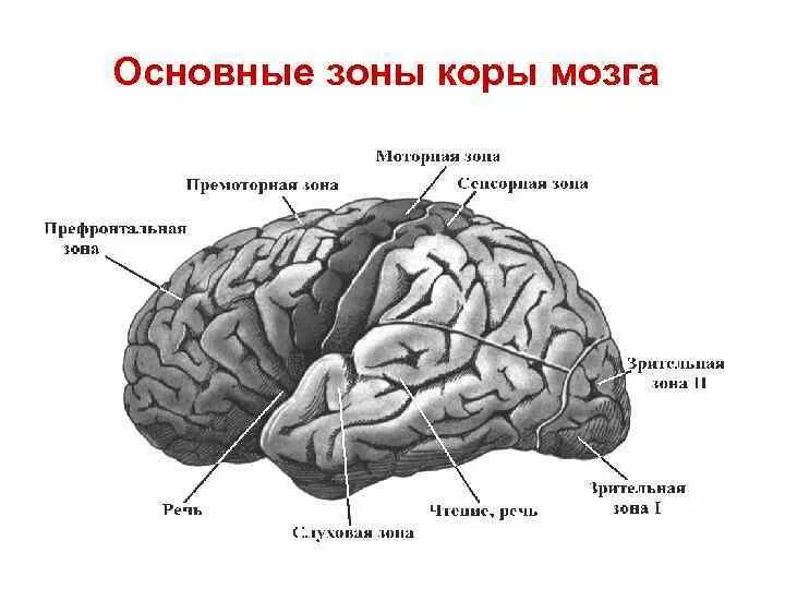 Премоторные зоны коры головного мозга. Слуховая зона коры головного мозга. Слуховая зона коры головного мозга расположена в. Наличие коры головного мозга