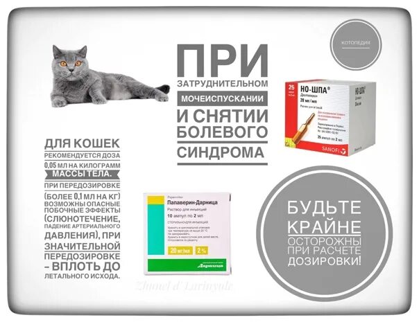 Можно коту ношпу