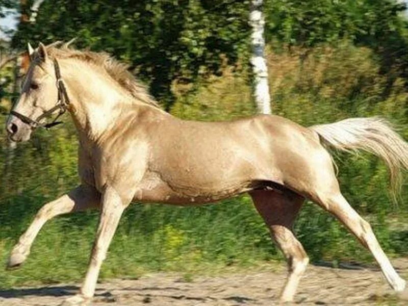 Сайт horse