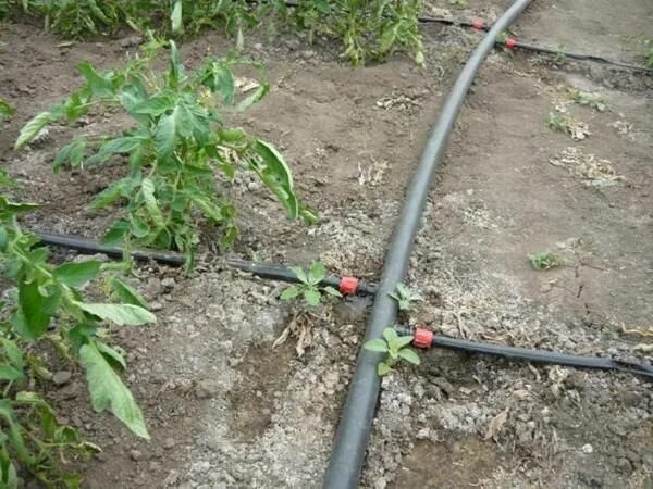 Капельный полив на участке своими руками. Подпочвенное капельное орошение. Система капельного полива для высоких грядок. Капельный полив на участке своими руками. Капельное орошение.