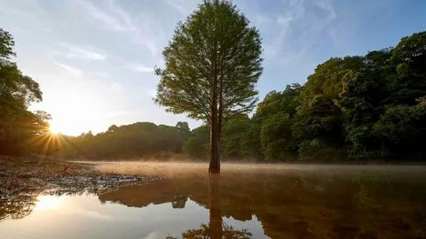 Вода в древесине