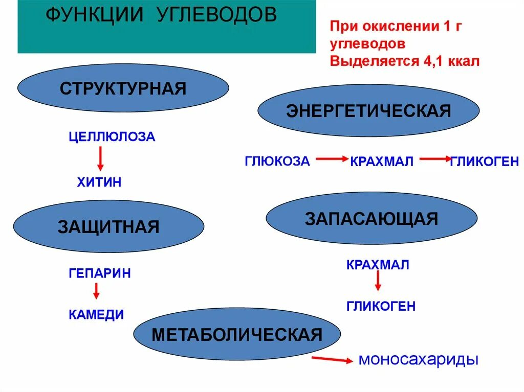 Укажи функции углеводов. Состав углеводов. Химический состав углеводов. Химический элементный состав углеводов. Запасающая функция углеводов.