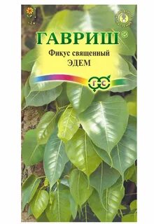 Фикус эдем из семян