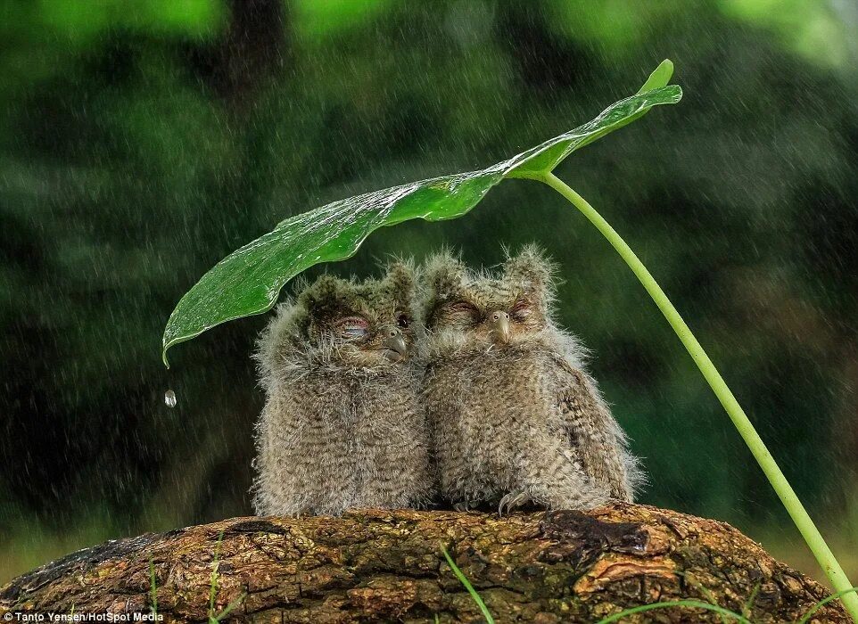 Rain animals. Животные прячутся от дождя. Животные дождь. Животные под дождем. Птички прячутся от дождя.