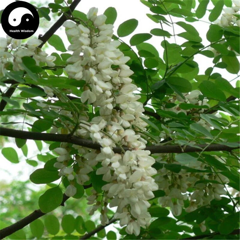 Ложная Акация Робиния. Robinia pseudoacacia (Black Locust). Dalbergia odorifera. Зеленое декоративное дерево Акация. Купить акация дерево