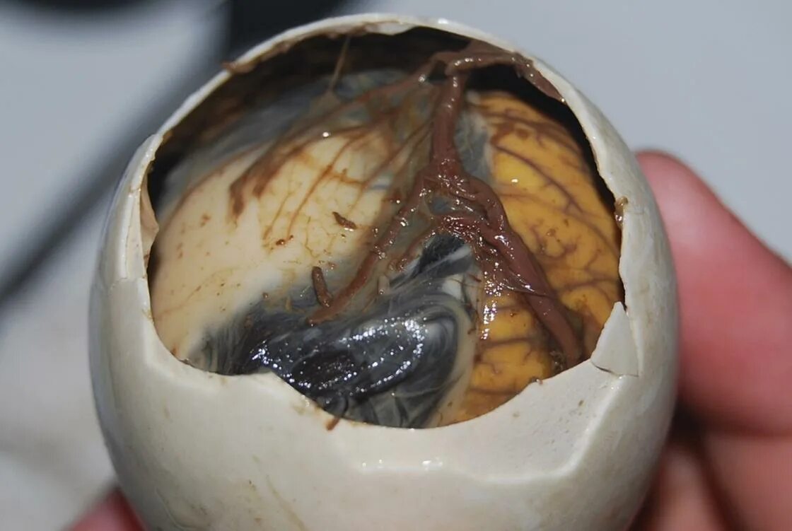 Почему у яиц запах