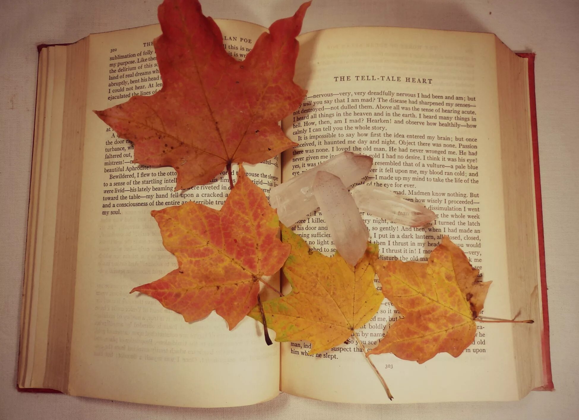 Между листьев книга. Лист книги. книга и осенние листья. засушить листья в книжке. засушенный лист клена в книге.