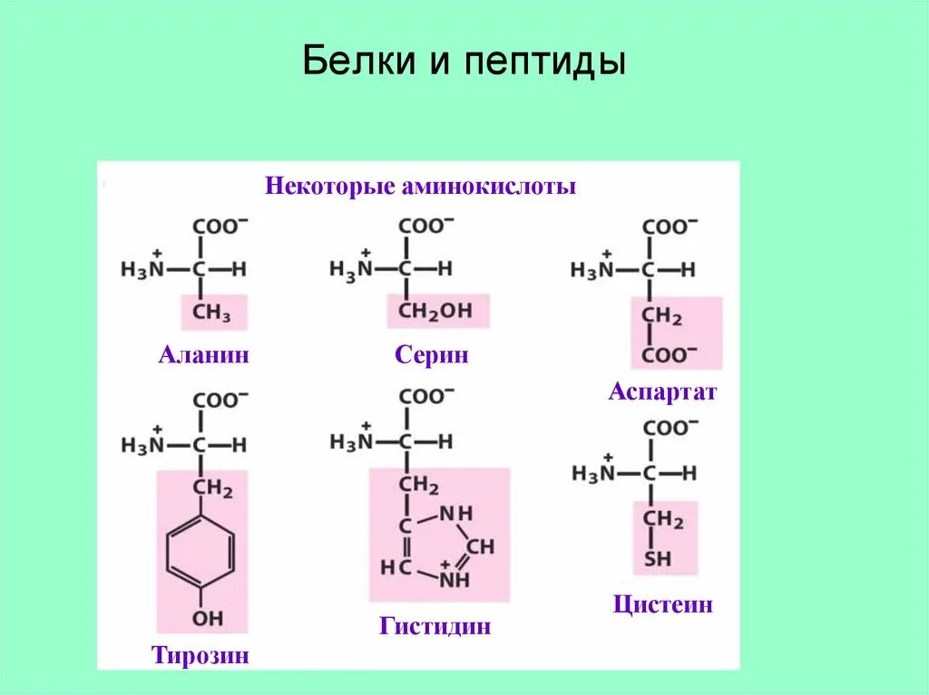 Аминокислоты в полипептиде соединены. Трипептиды формулы аминокислот. Цистеин строение аминокислоты. Аминокислоты пептиды белки. Строение аминокислоты гистидин.