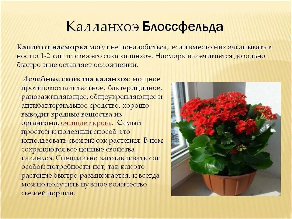Каланхоэ инструкция по применению. Паспорт растения каланхоэ лечебный. каланхоэ описание. каланхоэ цветок описание. каланхоэ краткое описание.