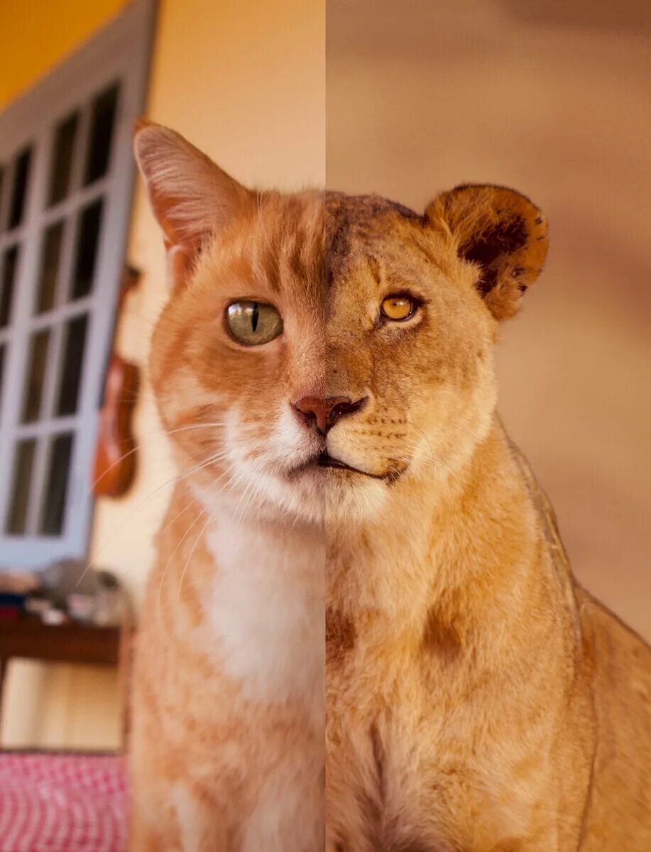 Кот лев. Уверенность животных. Лев и кошка. Кот Лева. Львица и кот.