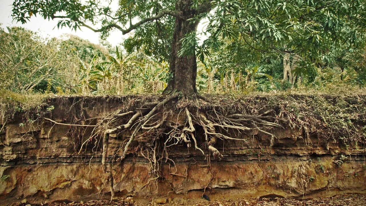 Cut down plant. Корни грецкого ореха. Корни дерева грецкого ореха. Корни д. Karniz derva.