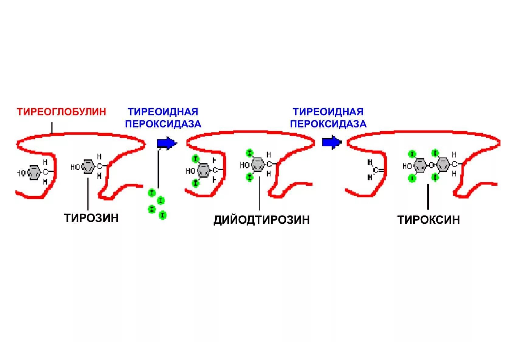 Тиреоглобулин щитовидной железы синтезируется. Тирозин и тиреоглобулин. Тиреоглобулин структура. Норма тиреоглобулина. Пэт с тирозином