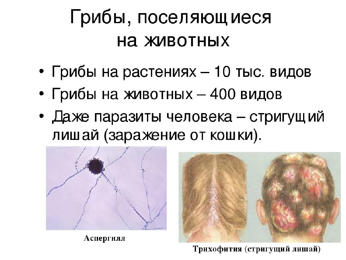 Грибы паразиты животных и человека. Грибы паразиты растений животных человека. Грибы паразиты животных примеры. Грибы вызывают заболевания растений и животных