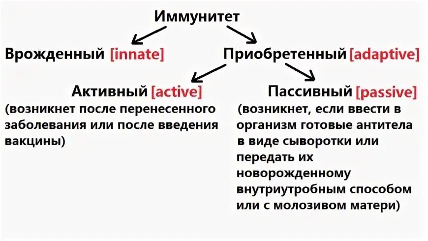 Врожденный иммунитет