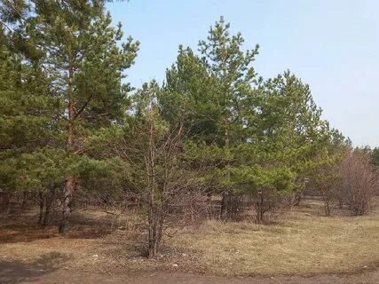 Дендропарк самарская область тольятти дендропарк