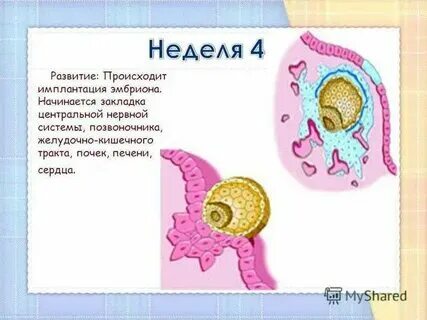 Время имплантации эмбриона в матку
